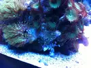 [TodoMarino.com] Micro reef  56 litros