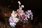 [TodoMarino.com] Micro reef  56 litros