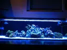 [TodoMarino.com] Micro reef  56 litros