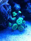 [TodoMarino.com] Micro reef  56 litros