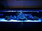 [TodoMarino.com] Micro reef  56 litros