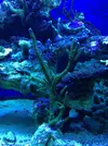 [TodoMarino.com] Es una acropora? Cual?