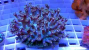 [TodoMarino.com] Llegada de coral - 6 marzo