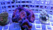 [TodoMarino.com] Llegada de coral - 6 marzo