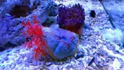 [TodoMarino.com] Llegada de coral - 6 marzo