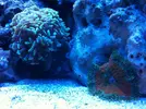 [TodoMarino.com] Micro reef  56 litros