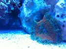 [TodoMarino.com] Micro reef  56 litros