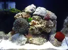 [TodoMarino.com] Tmc microhabitat 3ol en evolución