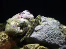 [TodoMarino.com] Tmc microhabitat 3ol en evolución