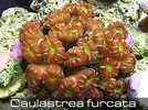 [TodoMarino.com] Caulastreas...... ¿ Alguien tiene estas variedades?