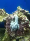 [TodoMarino.com] problemas con coral