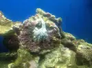 [TodoMarino.com] problemas con coral