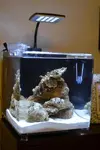 [TodoMarino.com] Presento mi Microhabitat 15 litros