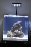 [TodoMarino.com] Presento mi Microhabitat 15 litros