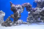 [TodoMarino.com] nuevos en marino y con muchas ganas de compartirlo