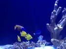 [TodoMarino.com] Acrylic reef