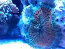[TodoMarino.com] Micro reef  56 litros