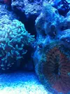 [TodoMarino.com] Micro reef  56 litros