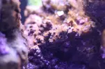 [TodoMarino.com] Dinos o cyano?