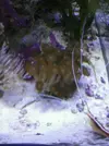 [TodoMarino.com] zoanthus
