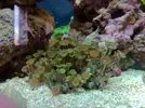 [TodoMarino.com] zoanthus