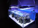 [TodoMarino.com] nuevo brico led " la interprisse"          tienda ( h2o terra)