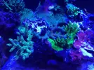 [TodoMarino.com] Acrylic reef