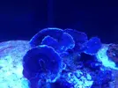 [TodoMarino.com] Acrylic reef