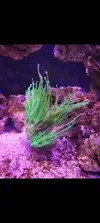 [TodoMarino.com] Euphyllia glabrescens y catalaphyllia