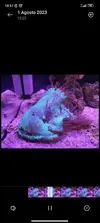 [TodoMarino.com] Euphyllia glabrescens y catalaphyllia