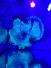[TodoMarino.com] Euphyllia glabrescens y catalaphyllia