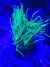 [TodoMarino.com] Euphyllia glabrescens y catalaphyllia