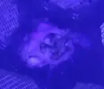 [TodoMarino.com] Ophiura atacada por tormentosus