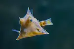 [TodoMarino.com] Vendido Tretosomus gibbosus