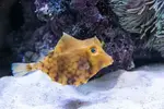 [TodoMarino.com] Vendido Tretosomus gibbosus