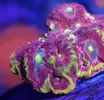 [TodoMarino.com] Enamorado de esta favia y de su evolución.