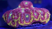 [TodoMarino.com] Enamorado de esta favia y de su evolución.