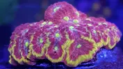 [TodoMarino.com] Enamorado de esta favia y de su evolución.