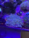 [TodoMarino.com] Regaló colonias de Zoas