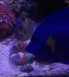 [TodoMarino.com] Vendo zebrasoma xanthurum