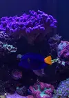 [TodoMarino.com] Vendo zebrasoma xanthurum