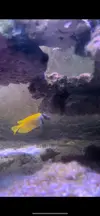 [TodoMarino.com] Vendo Peces