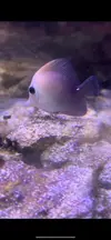 [TodoMarino.com] Vendo Peces