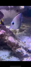 [TodoMarino.com] Vendo Peces