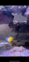 [TodoMarino.com] Vendo Peces