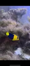 [TodoMarino.com] Vendo Peces
