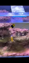 [TodoMarino.com] Vendo Peces