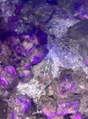 [TodoMarino.com] Vendo Zoas y Sarcopython
