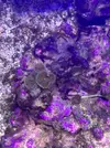 [TodoMarino.com] Vendo Zoas y Sarcopython