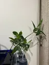 [TodoMarino.com] Manglar de unos 50cm